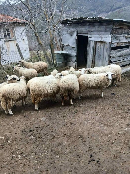 Продавам 5 овце на 8 месеца