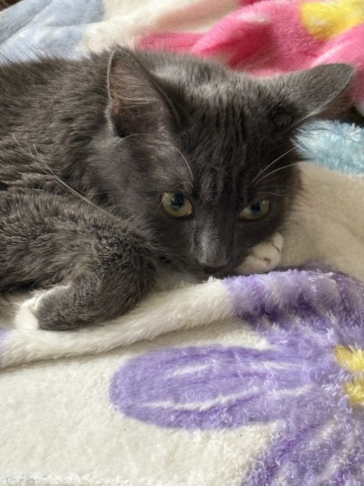 Отдам кошечку девочку