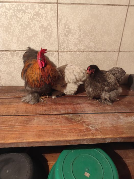 Карликовые кохинхины пепельные