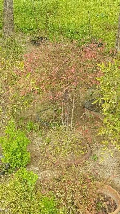 Нандина, саженцы