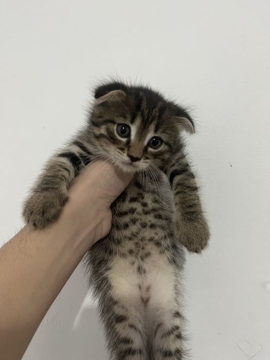 вислоухий кот.