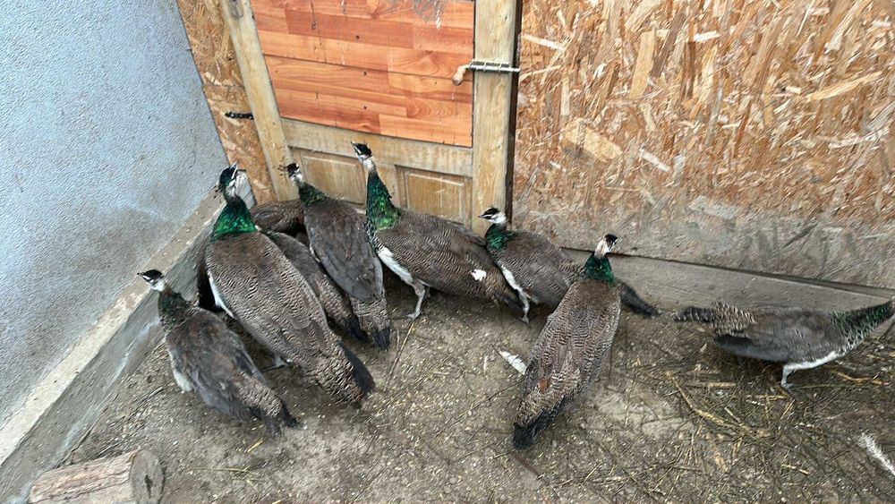 Pui de păun și fazani comuni