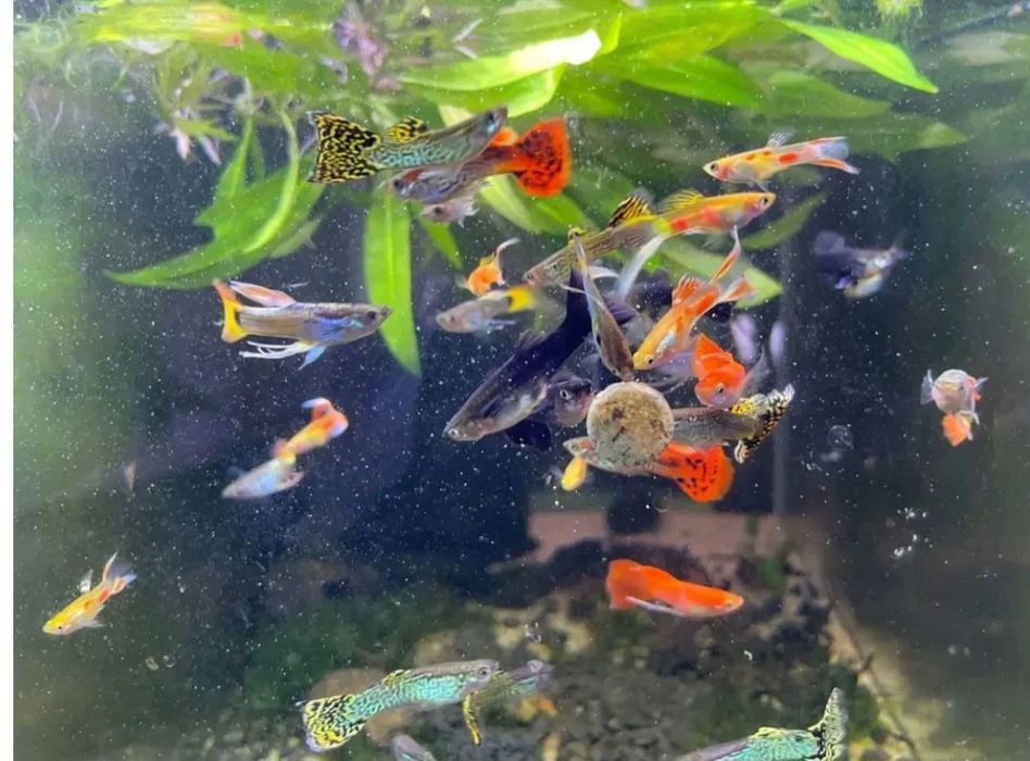 Guppy mix.Livrare în toata țara
