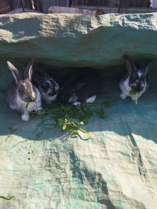 Крольчата .Здоровые,шустрые.