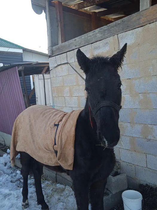 Продается лошадь