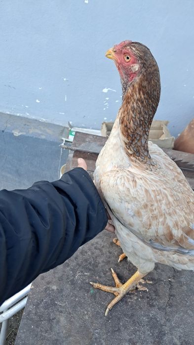 Дакан курица и петух