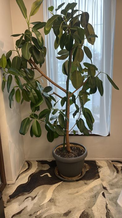 Arbore de Cauciuc (Ficus Robusta)