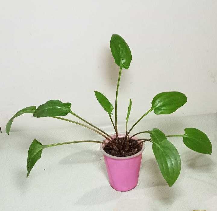 Продам. Для любителей выращивания цветов от маленьких до больших.