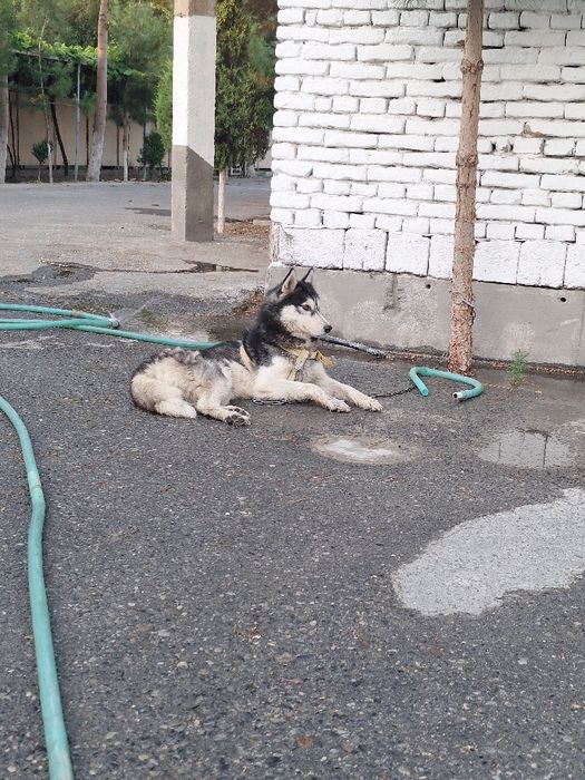 #sotiladi хаски 6 ойлик эркак соглом