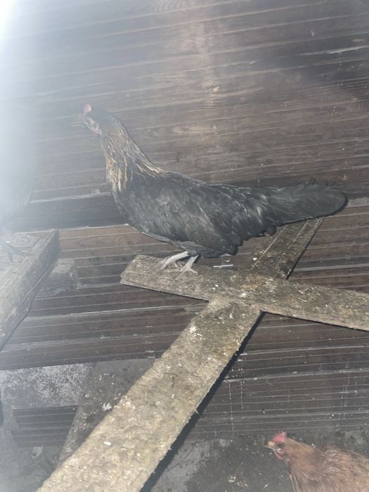 Феникс темный куры