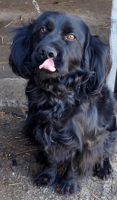 Продаётся умная собака