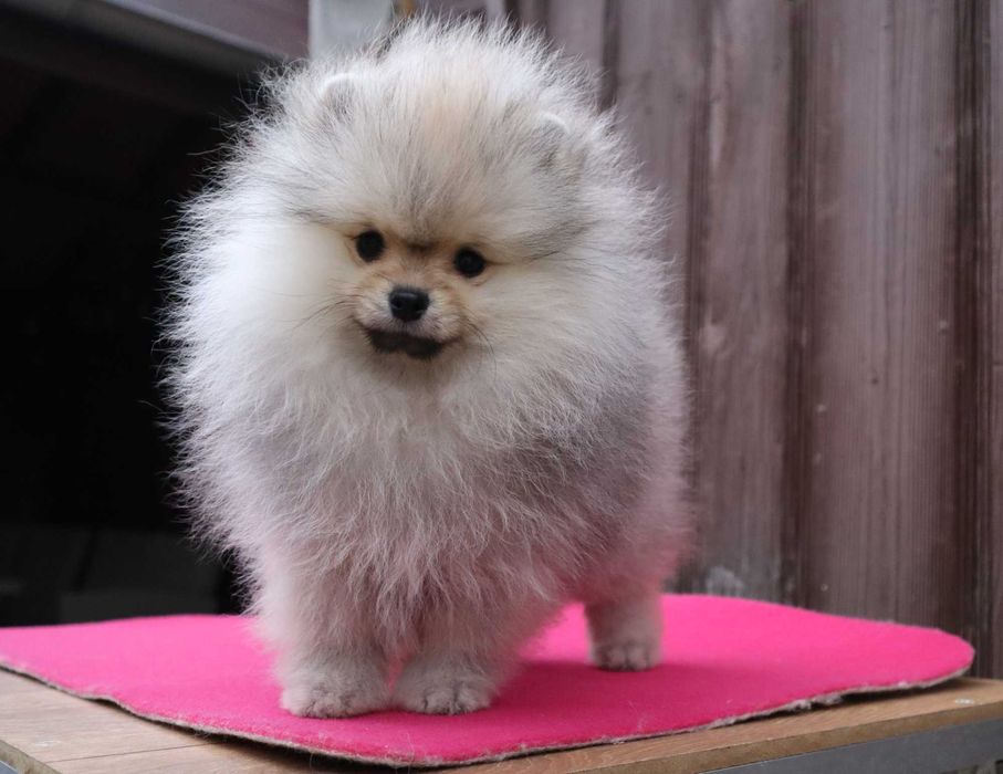 Миниатюрно момиченце померан с родословие FCI