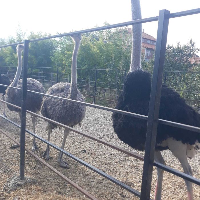 Vand  6 familii de struti  reproducatori