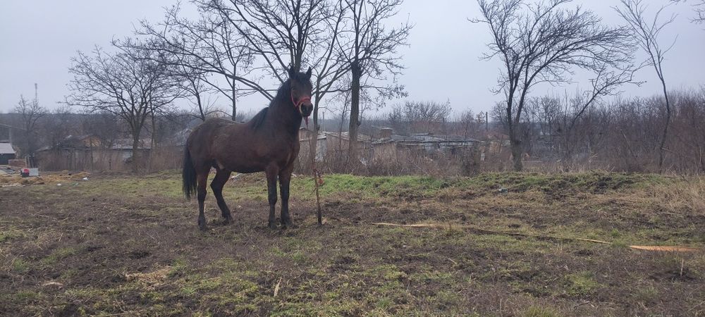 Vând cal talie mare