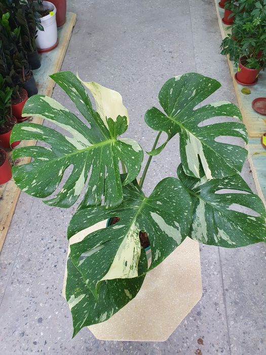 Monstera alba монстера альба