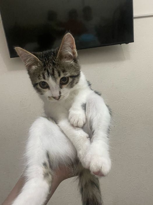 Продается кошка 6 месяцев