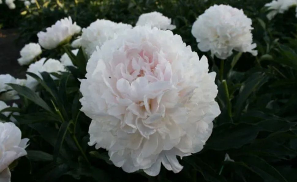 Продам пионы сортовые