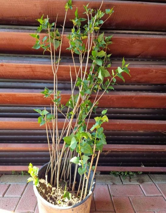 Pui de liliac mov simplu