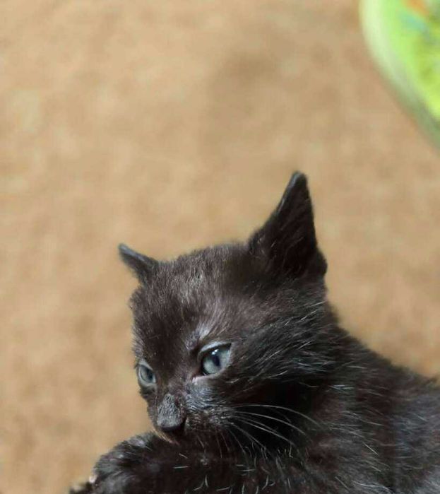 коте бебе търси дом