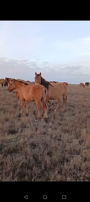 Мұғалжар жабағылар сатылады