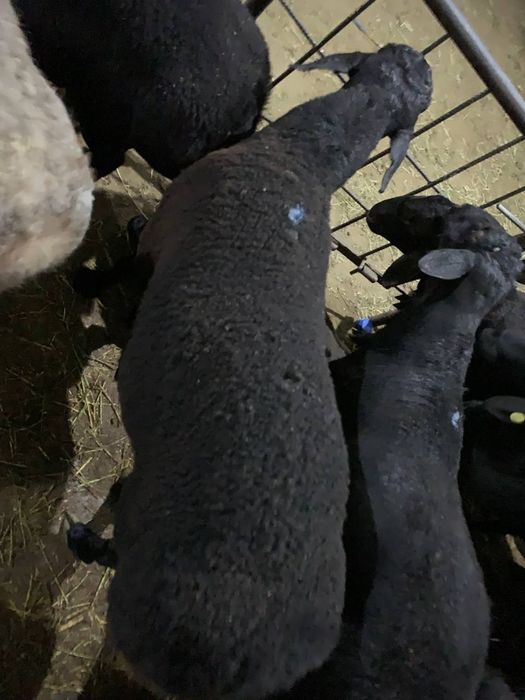 Qochqorlar sotiladi aqiqa va qurbonlik uchun