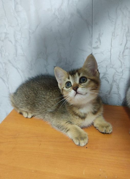 onasi Russkiy goluboy otasi britanski serebristi shinshilla