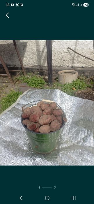 Картофель продам