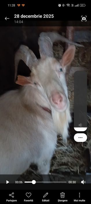 Vând țap saanen talie mare