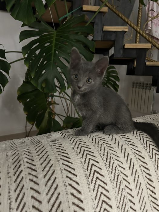 Отдам котят в хорошие руки
