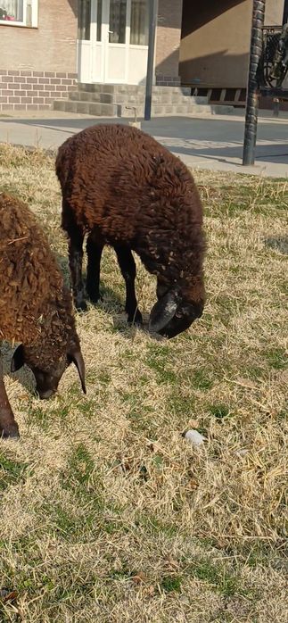 ТОҚТЫЛАР  қозылар