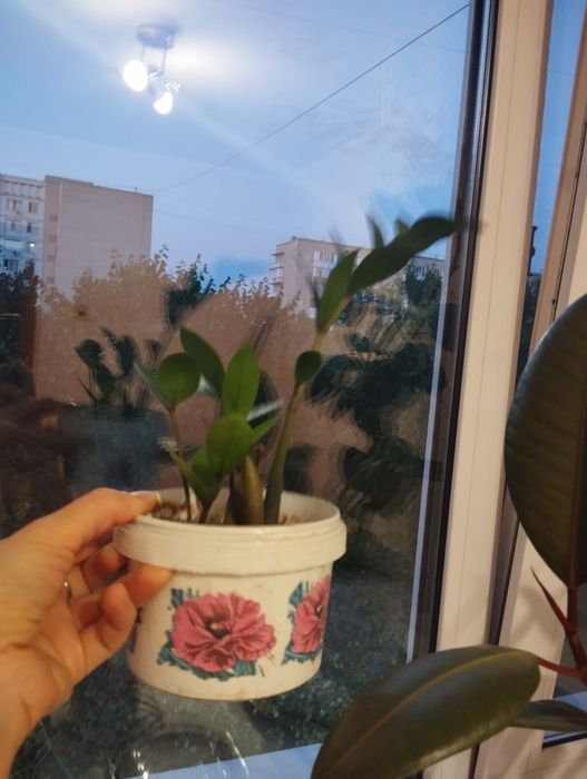Комнатные цветы разные