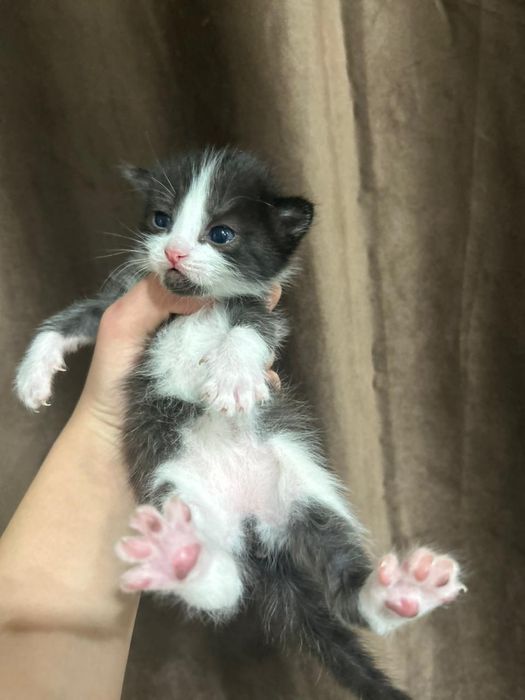 Отдам котят бесплатно