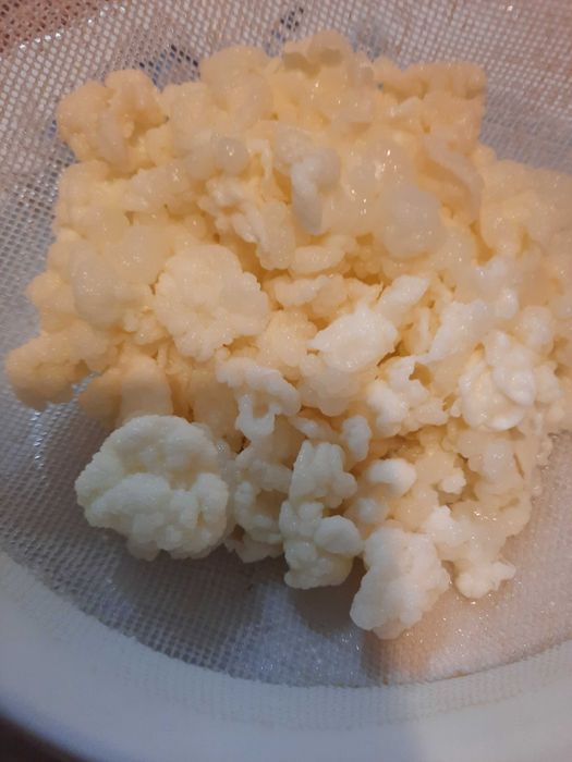 Chefir de apa kefir lapte scooby