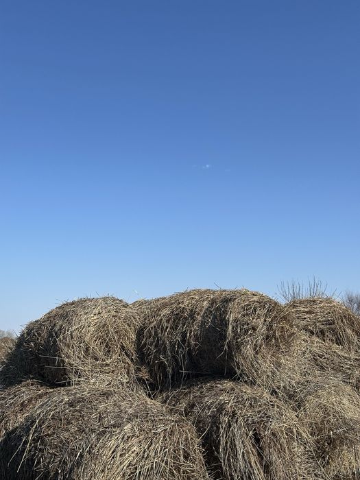 Камыс рулон. Шт-4000