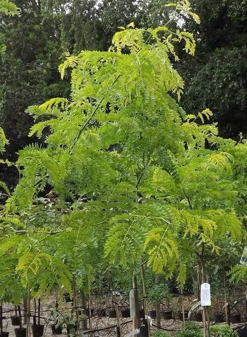 Parrotia Persica Vanessa  Gleditsia sunburst