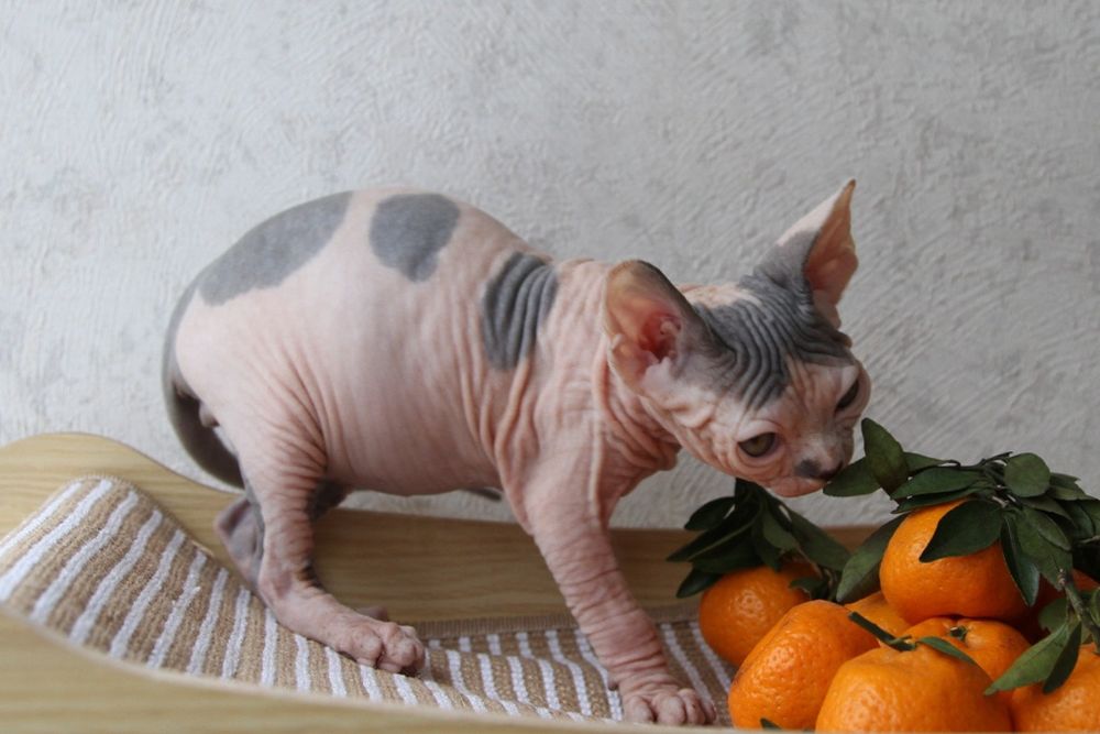 Котята сфинксы .