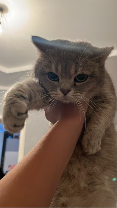 Бритианский кошка прямоухо девочка