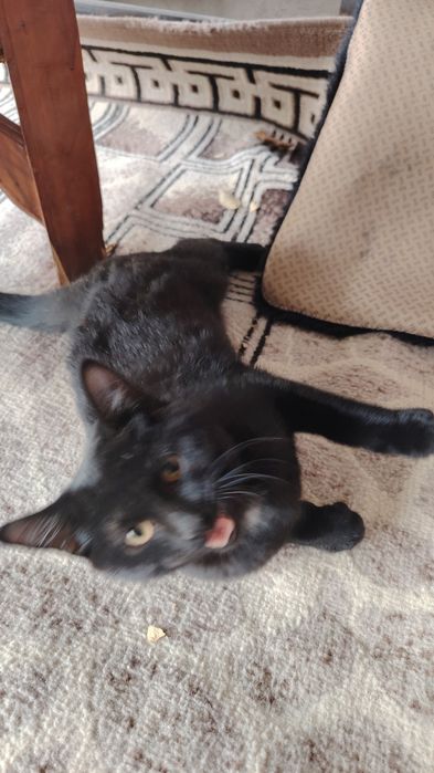 Котик маленький безпородный