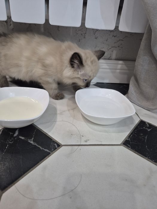 Отдам бесплатно котят