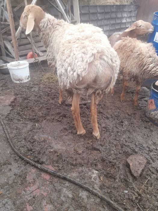 Продам баран жирные самкие и самцы