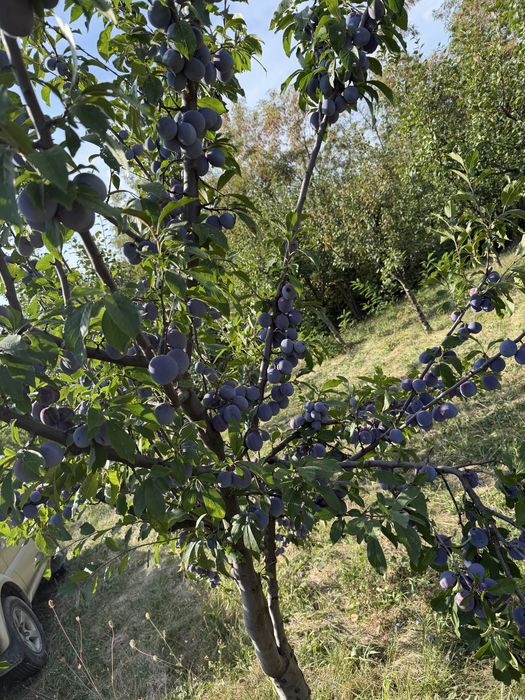 vand prune ana spath