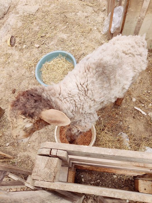 Қой/қозы/лақ/теке/қошқар