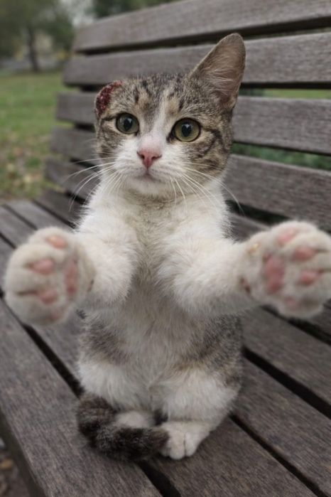 Кошечка срочно ищет доброго человека!