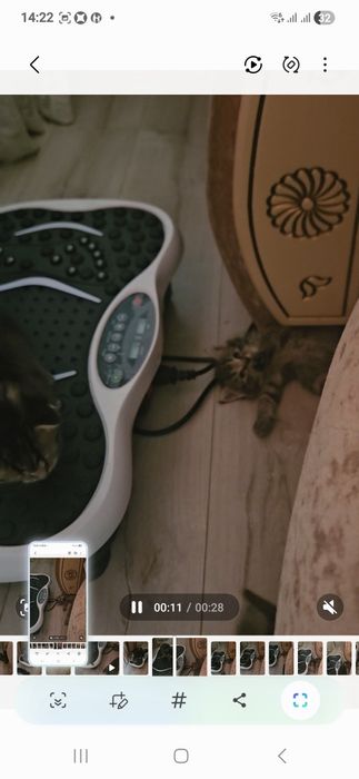 Котята шотландские