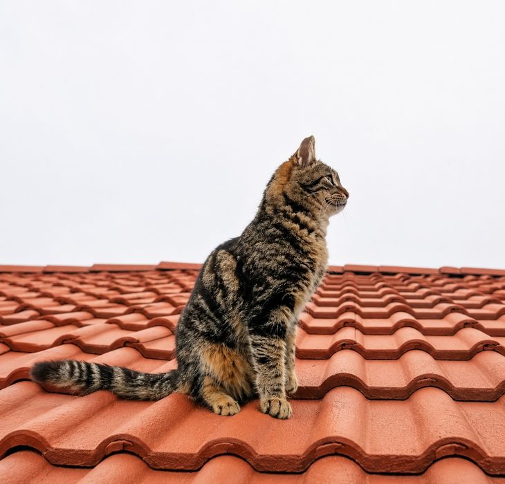 Подарявам коте с паспорт, ваксини