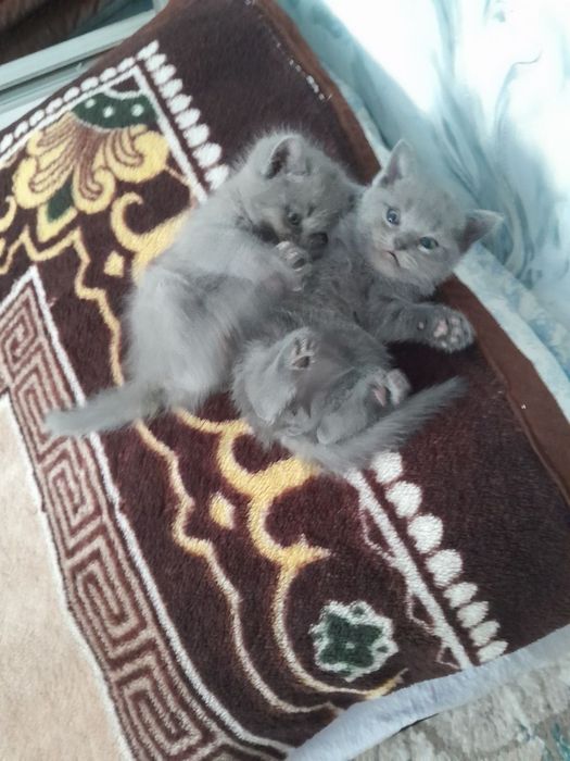 Продаются котята. Британские вислоухие. От правильной вязки.