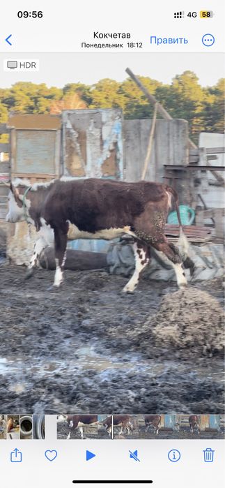 Продам телка с откорма