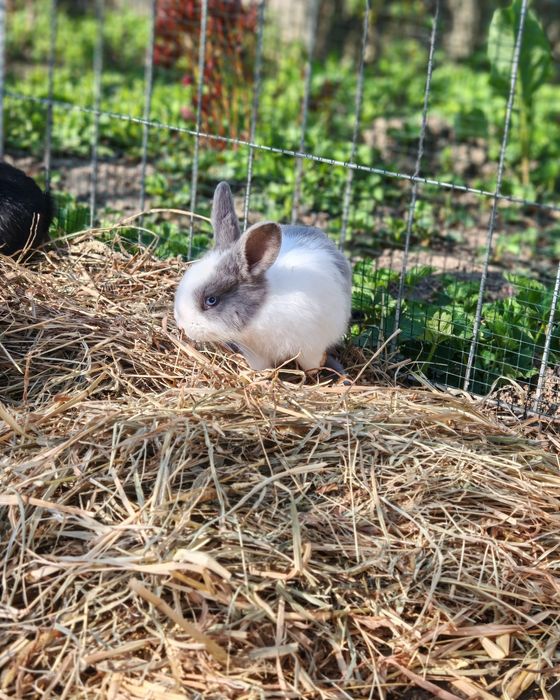 Vând iepurași, aproximativ 2 luni