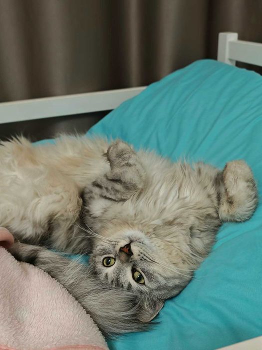 Кот породы сибирской