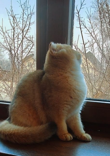 Шиншилла Шотландская